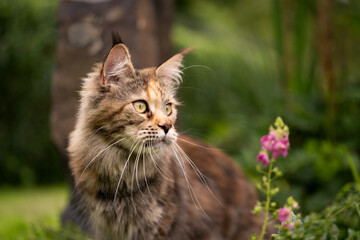 calico maine coon cat outdoors in garden in summertime observing