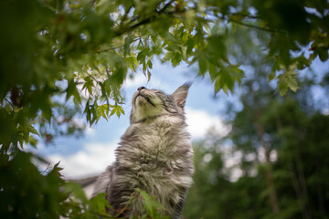Naklejka na ściany i meble gray silver tabby maine coon cat smelling leaves of bush outdoors on sunny day