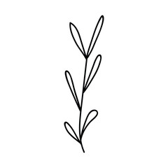Single hand drawn twig. Doodle vector illustration. Isolate on a white background.