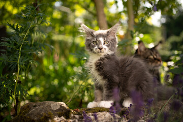 Naklejka na ściany i meble blue gray white maine coon kitten outdoors in sunny garden looking at camera