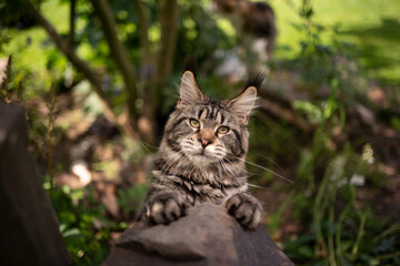 Naklejka na ściany i meble curious playful tabby maine coon cat looking at camera outdoors in the back yard
