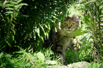 Naklejka na ściany i meble calico maine coon cat hiding under fern and green bushes looking at camera