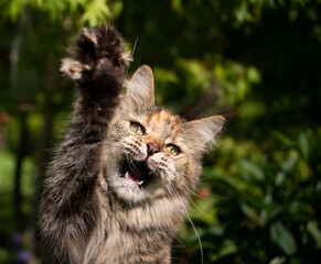 calico maine coon cat hunting raising paw outdoors in sunny garden