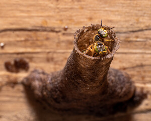 The macro bees in the woods background.