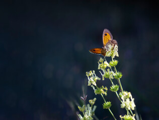 an orange butterfly with its wings open on a plant with green flowers about to start flying, selective focus on the butterfly, dark blue background blurred with a subtle bokeh