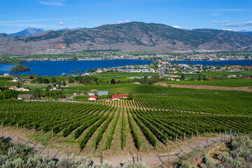 Fototapeta na wymiar Winery Vineyard Osoyoos British Columbia Canada