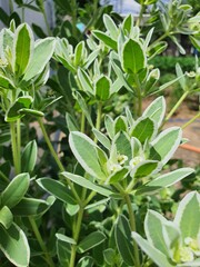 leaves in the garden