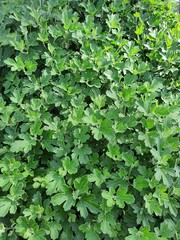 green background