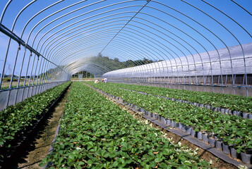 イチゴ（ハウス栽培）