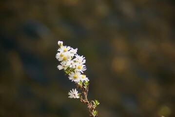 flowers on a tree