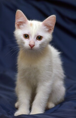 cute fluffy white kitten on a blue