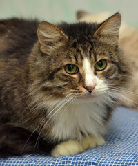 fluffy brown with stripes cat with big expressive eyes