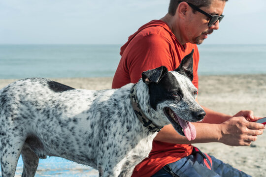 Older Man Checking His Cell Phone With His Dog On The Beach In Summertime