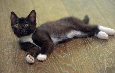 black kitten with white cute  little kitten