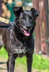black dog mongrel on a leash in summer