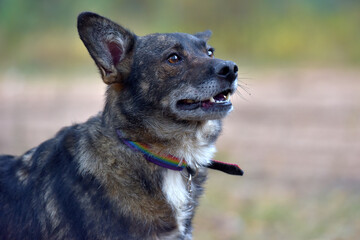 mongrel dog in the animal shelter waiting for the owners