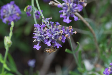 Honey Bee on Lavender flowers in a garden in July