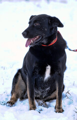 black mongrel dog mongrel outdoors in winter