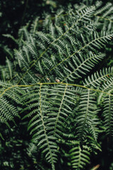 Fototapeta na wymiar bracken fern fronds in the forest
