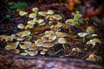A small forest of mushrooms grown on the decaying logs along the yard and forest boundary in our yard in Windsor in Upstate NY.