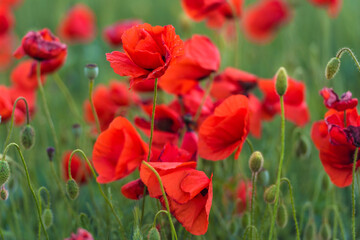 red poppies close-up in a field in summer among the green grass