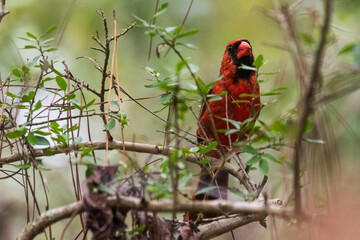 Cardinal Perched in Alabama Tree