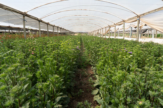 Tropical greenhouse with evergreen flowering plants, blooming azaleas on sunny day