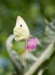 Brimstone Butterfly on a thistle 