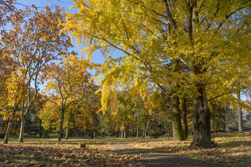 イチョウが色付く秋の野川公園