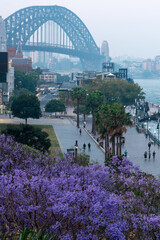 Jacaranda trees in full bloom over the city harbour Sydney harbour bridge
