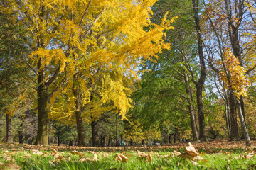 Fototapeta premium イチョウが色付く秋の野川公園