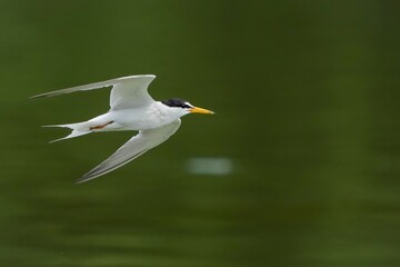 グリーンの水面をバックに悠然と飛ぶコアジサシ