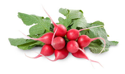 A bunch of small radish isolated on white background. Full depth of field.