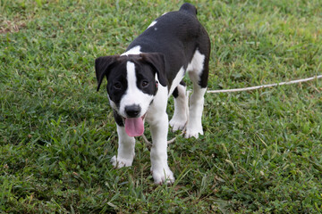 Cute dog on lease in a park.