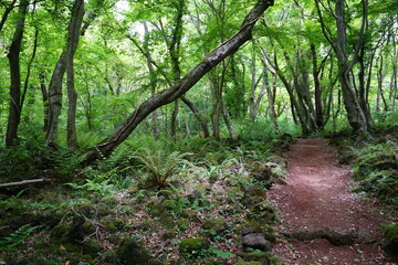 a refreshing spring forest with a pathway