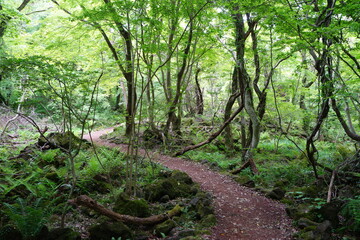 a refreshing spring forest with a pathway