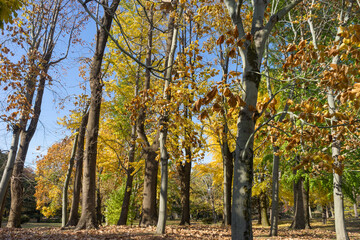 Fototapeta premium イチョウが色付く秋の野川公園