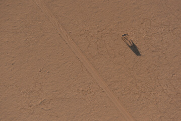 Solitary Oryx Casts Its Shadow on the Namib Desert