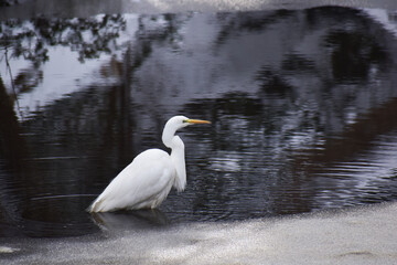 半分凍った池に入るダイサギ