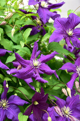 Fototapeta premium 大輪の紫のクレマチス