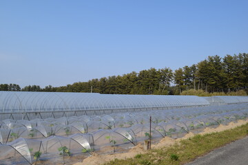 トンネル栽培 山形県庄内