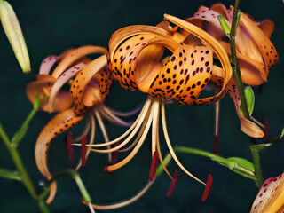 Tokyo,Japan-July 20, 2021: Closeup of Tiger Lily or Lilium lancifolium in the night
