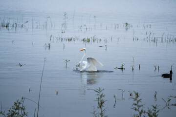 Ave blanca en el agua
