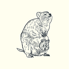 Vintage hand drawn sketch quokka mother and son