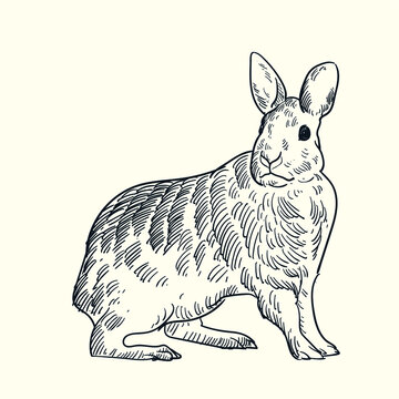 Vintage hand drawn sketch jack rabbit