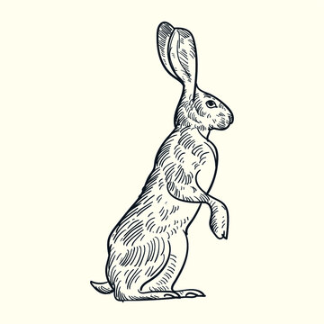 Vintage hand drawn sketch jack rabbit