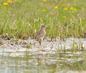 Tringa glareola on the lake.