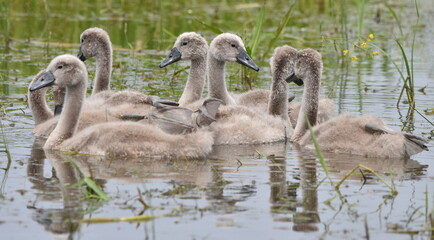 Family of swans together.