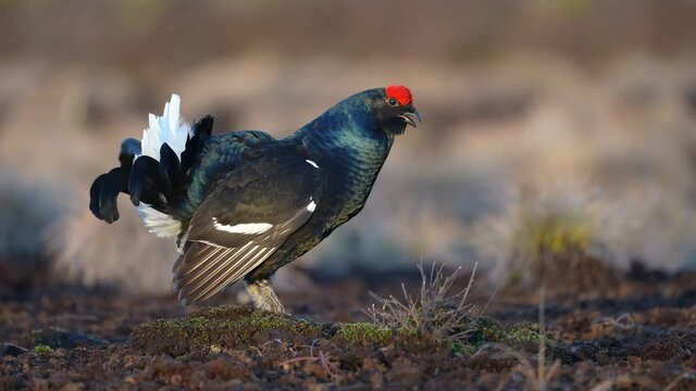 Black Grouse on spring bog ready for fighting, lekking. Spring colors of moors with black grouse, blackcock. Male Black Grouse lek game at sunrise. Lyrurus tetrix lekking in Estonia, Saaremaa swamp