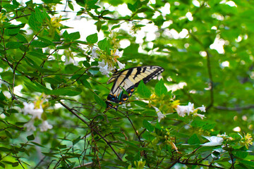 butterfly on a flower